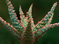 Aloe cv Debra Zimmerman